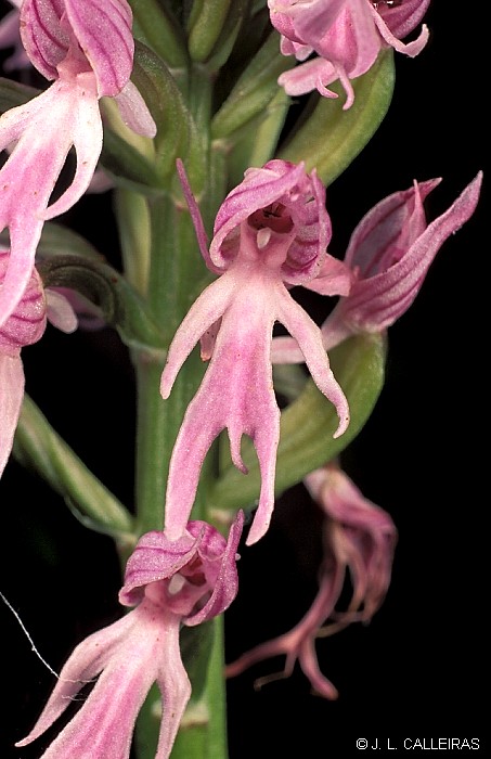 Orchis italica