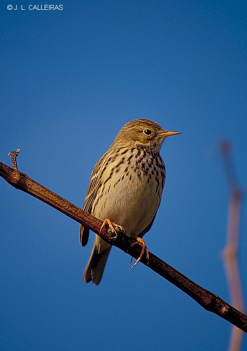 Anthus pratensis