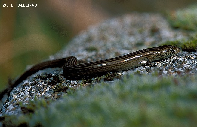 Chalcides chalcides