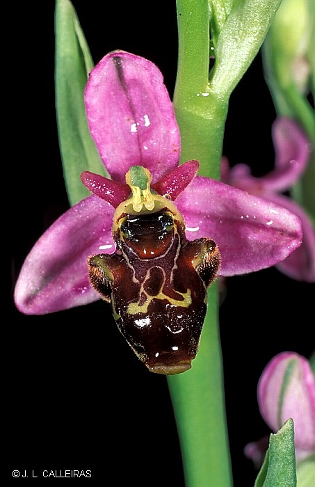 Ophrys scolopax