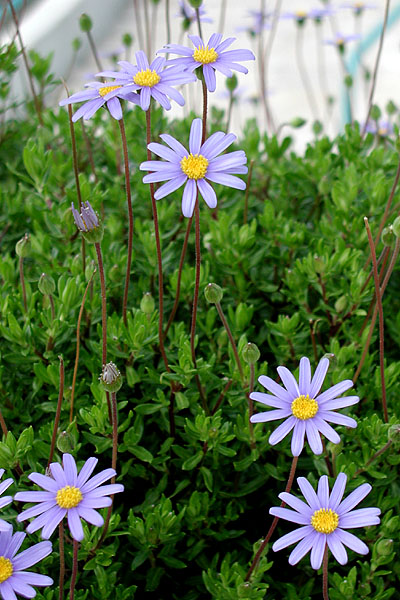 FLOWERS in a GARDEN