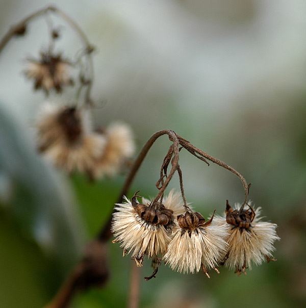 My dead Flower?