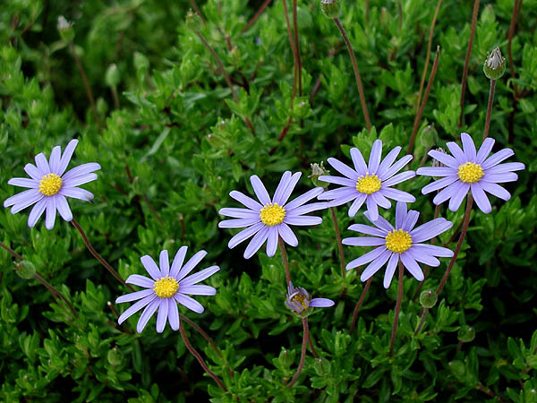 Blue Flowers