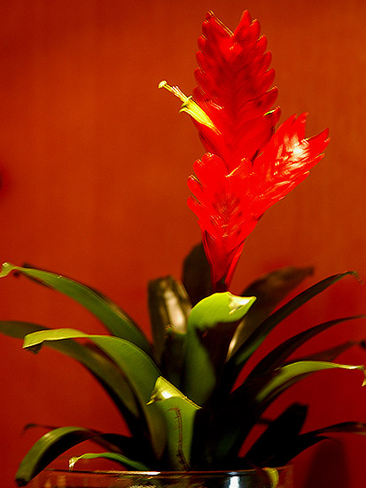 A Red Flower.