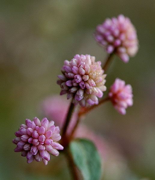 My Macro Flower