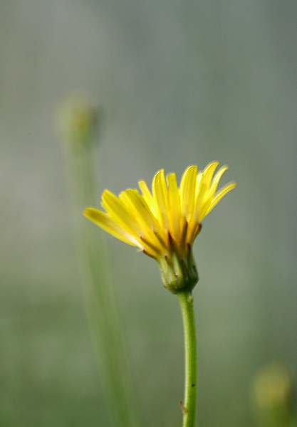 Yellow Flower