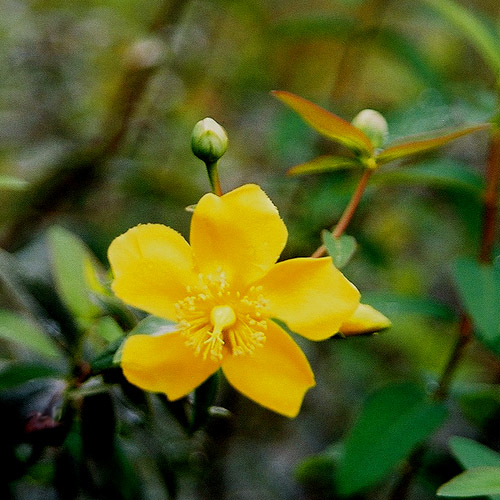 Flower 6