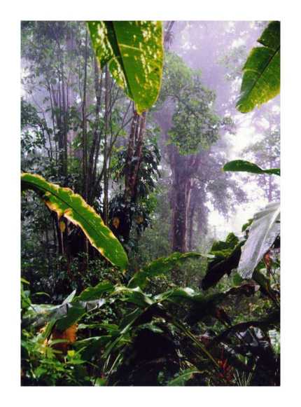 Rainforest