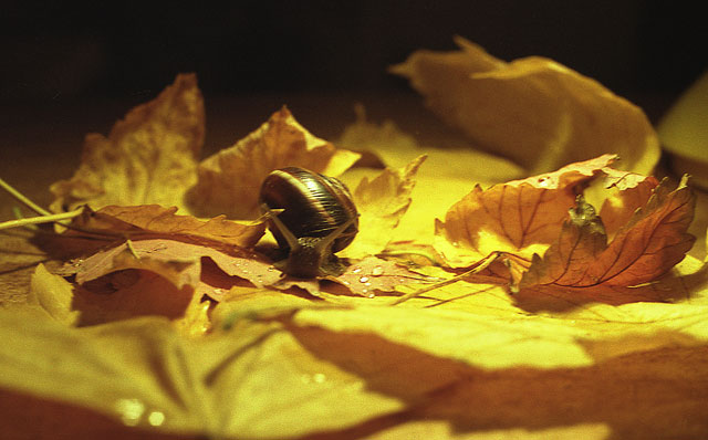 snail in autumn