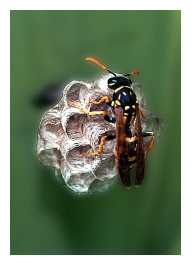 Polistes gallicus