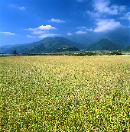 Great rice field