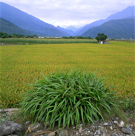 The Rice Field in the east of Taiwan