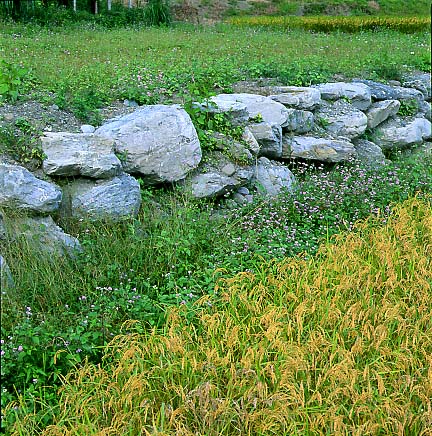 Small Rice field