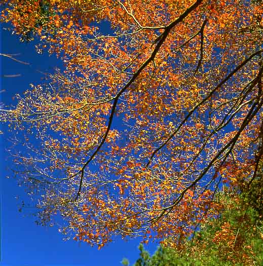 Red Stars full in the Blue Sky