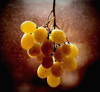 Wine Grape