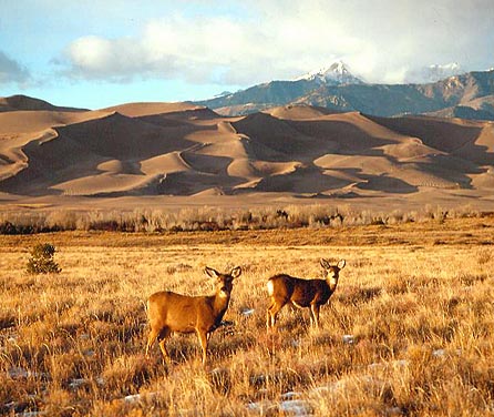 Deer and the Great Sand Dunes