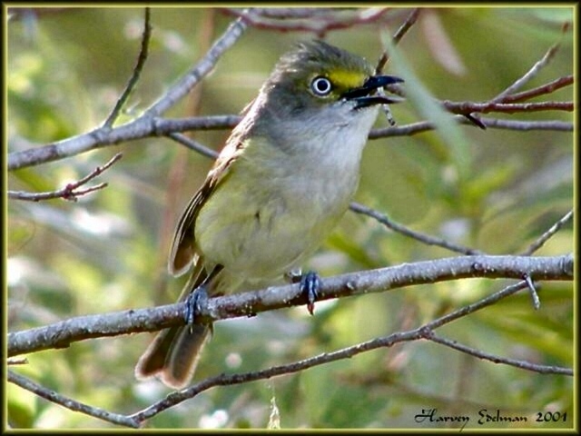 White Eyed Vireo Portrait