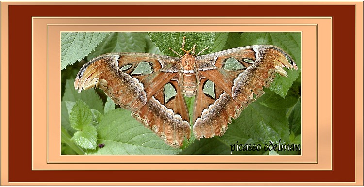 Silk Moth Portrait