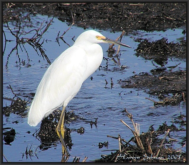 Snowy Egret Portrait