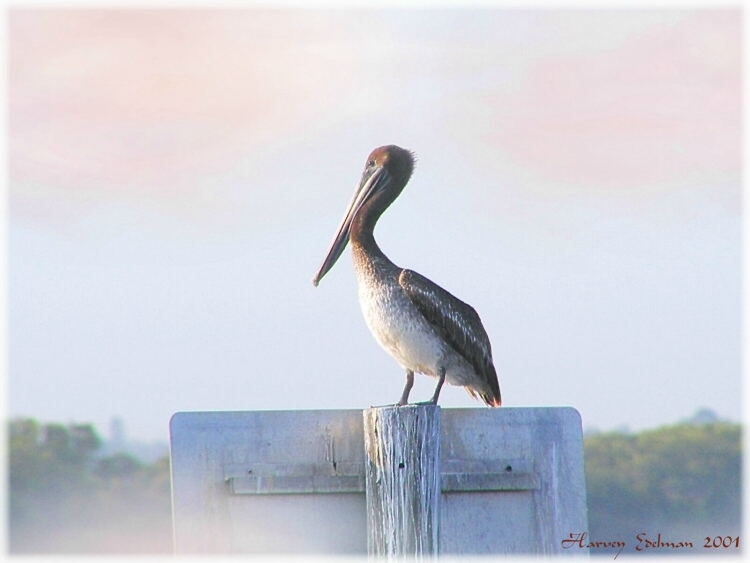 Pelican in the Mist