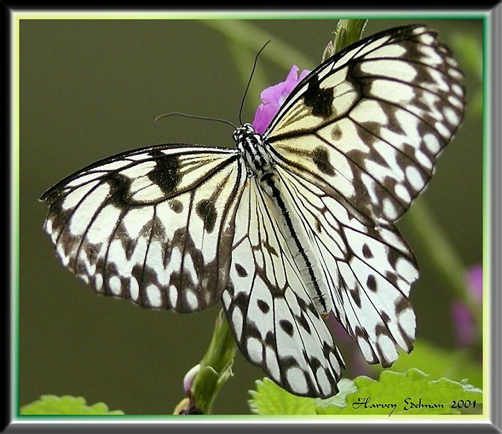 Brush Footed Butterfly Portrait