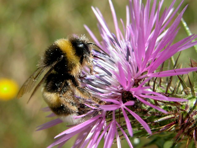 Bee