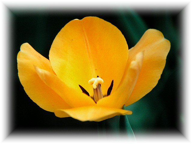 Tulipa