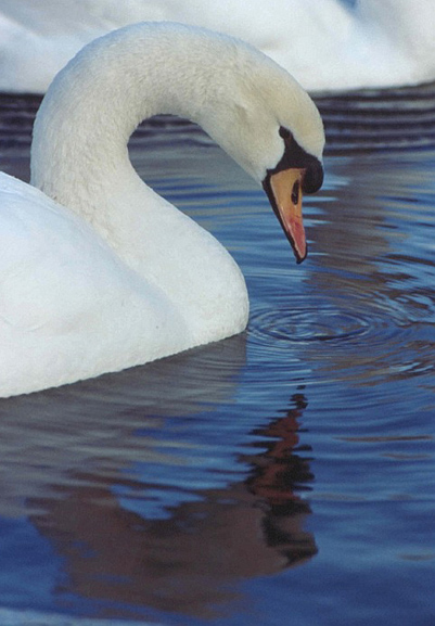 swan