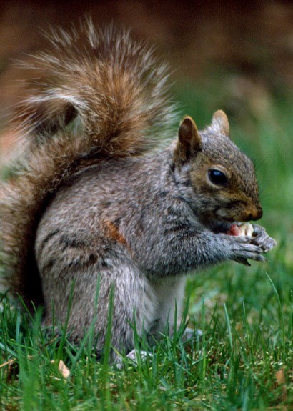 Hungry squirrel