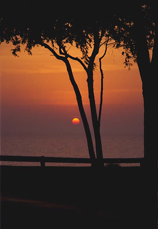 Tree at Lake Michigan