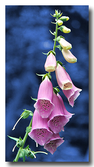 Digital Digitalis