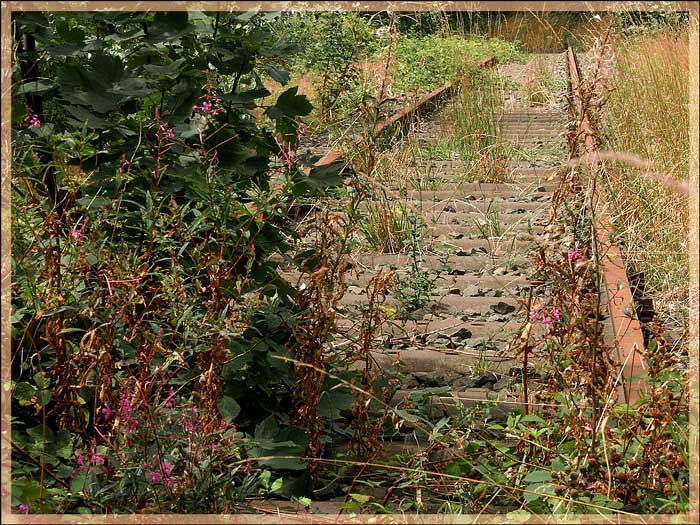 lost railway.... nature took it back