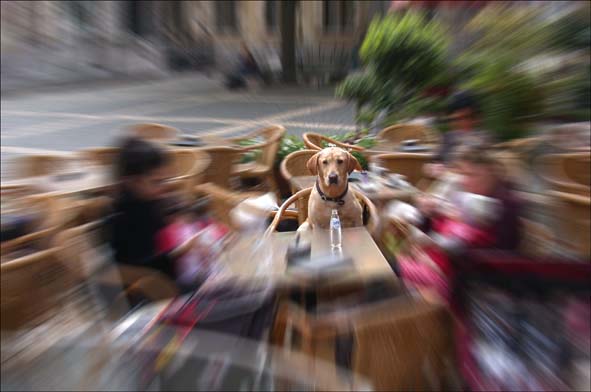 Dog on terrace