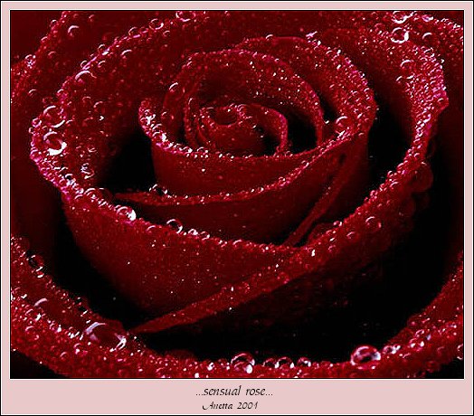 sensual rose...