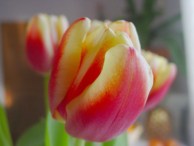 Tulips