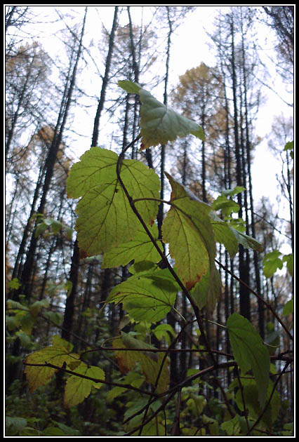 walking in the october forest-6