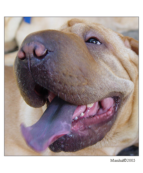 Sharpei