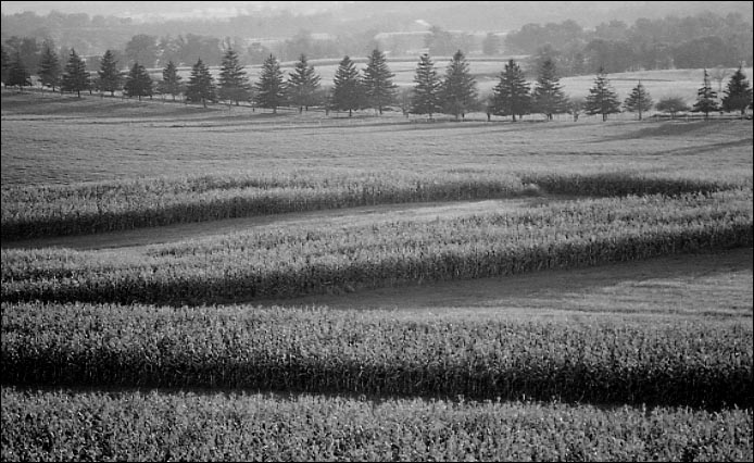 The Cornfield