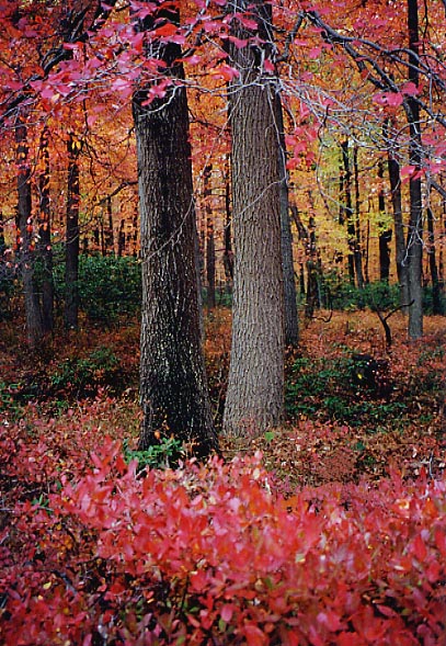 Two Trees in Autumn