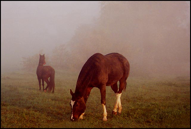 horses grazing in the fog