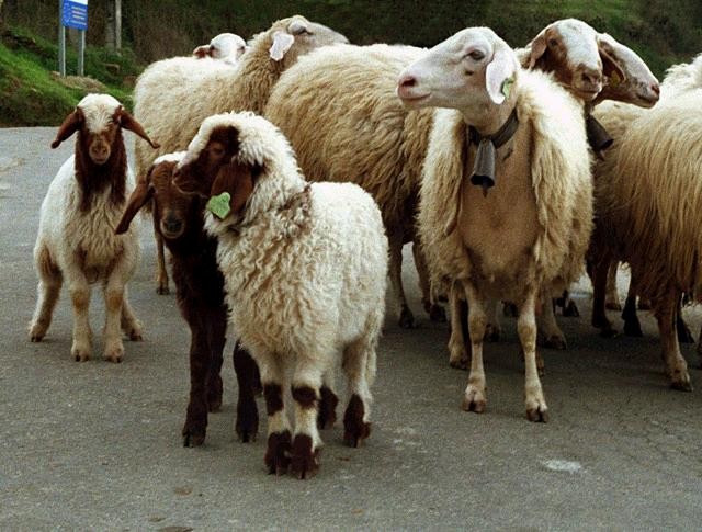 spanish sheeps