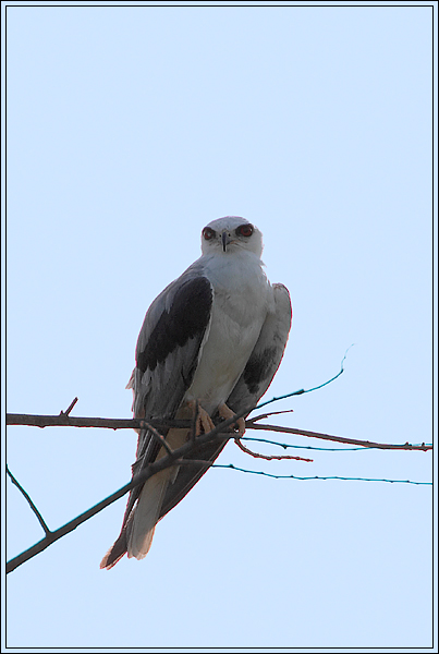 White-tailed Kite