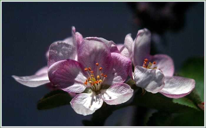 Appleblossom