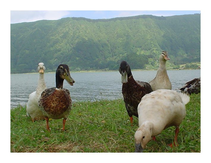 Ducks in Sete Cidades