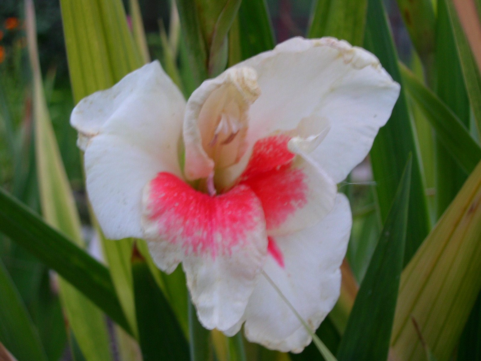 gladiolus