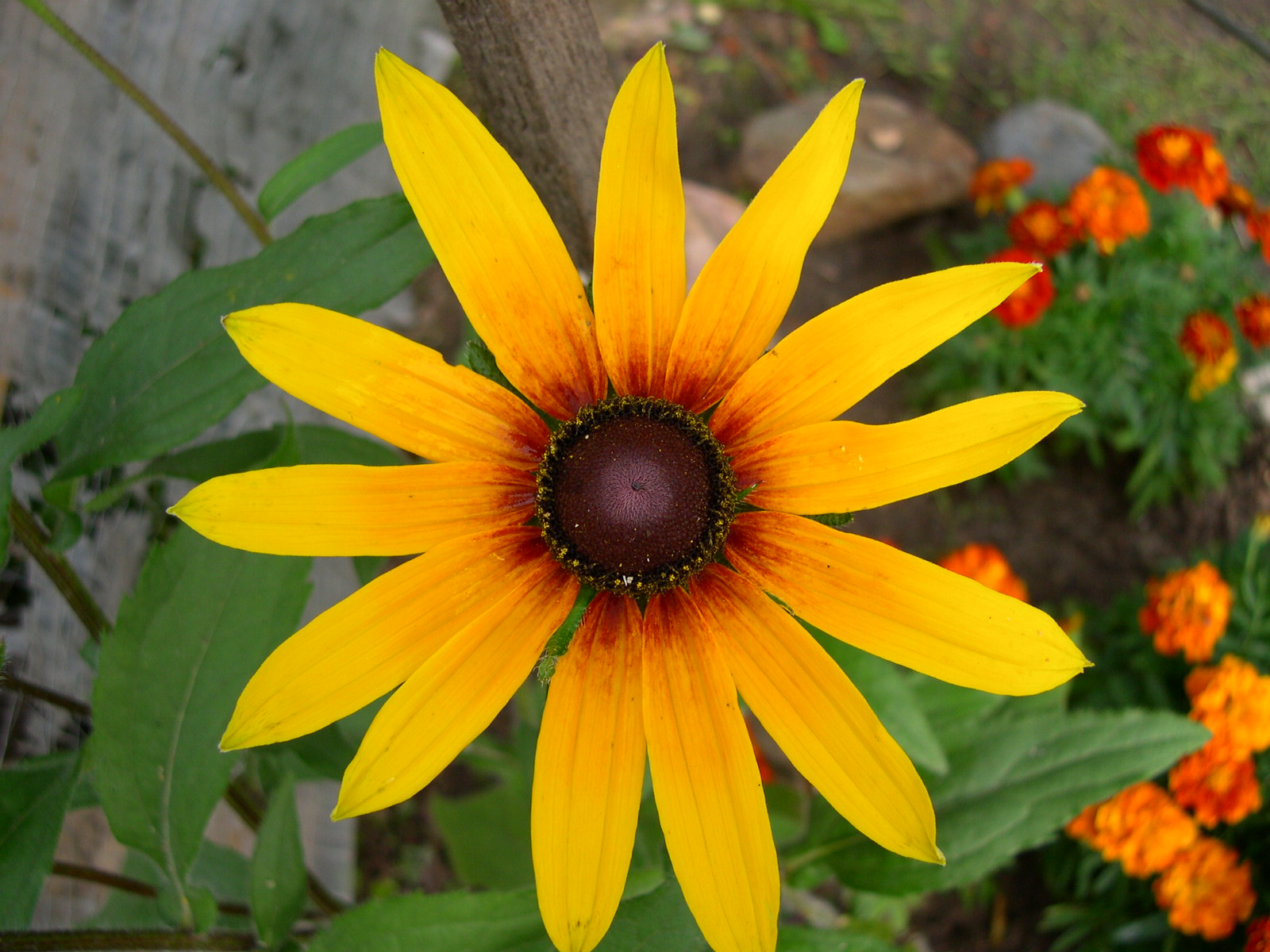 gerbera