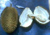 DURIAN