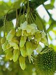 : Durian Fru