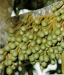 FLOWER BUDS