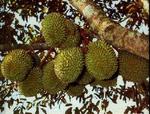 DURIAN CLUSTER